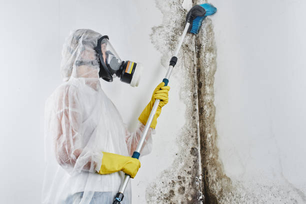 Professional Mold Remediation in La Plata, NM