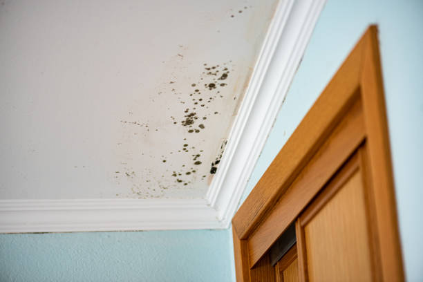 Best Mold Remediation for Specific Building Types in La Plata, NM