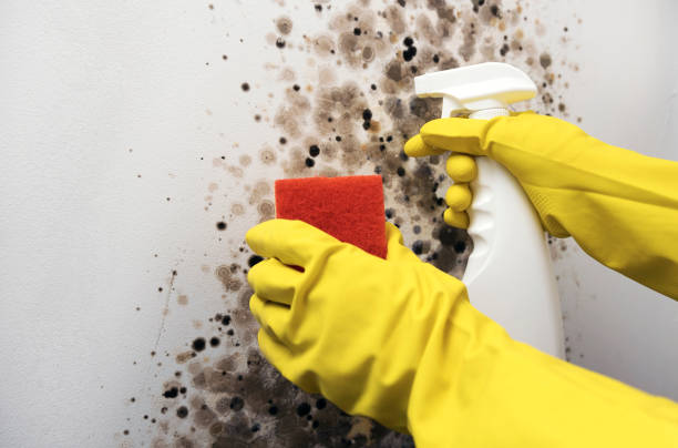 Best Post-Flood Mold Remediation in La Plata, NM